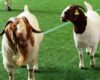 Berbagai Jenis Kambing Unggul untuk Ternak yang Perlu Anda Ketahui